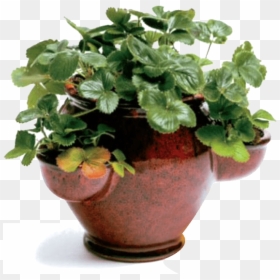 Flowerpot, HD Png Download - strawberry plant png