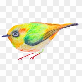 Watercolor Cartoon Birds Transparent Ornamental - Coraciiformes, HD Png Download - watercolor bird png