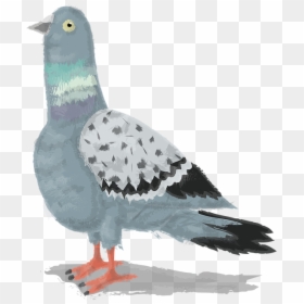 Gull, HD Png Download - watercolor bird png