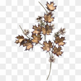Thumb Image - Ixia, HD Png Download - maple leaves png