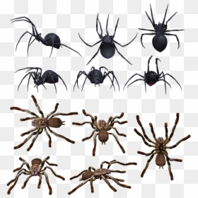 All Types Of Spiders, HD Png Download - araña png