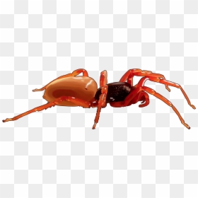 Ant, HD Png Download - araña png