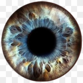 #bluebrown #eyes #pupils #contacts #eyeballs - Human Eye Close Up, HD Png Download - eye balls png