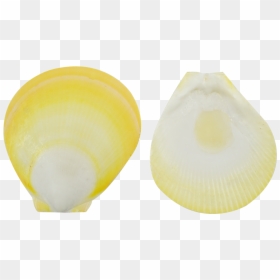 Yellow Sun, HD Png Download - yellow sun png
