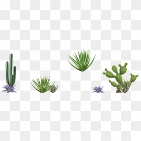 Agave, HD Png Download - cactus mexicano png