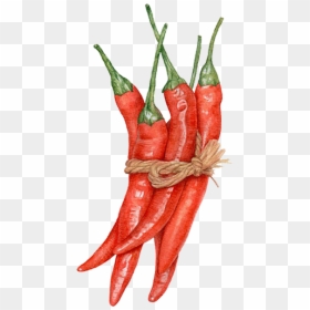 Capsicum Annuum Watercolor Painting Chili Pepper Drawing - Chili Pepper Watercolor Png, Transparent Png - chile pepper png