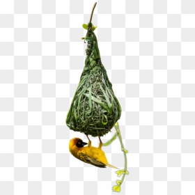 Eurasian Golden Oriole, HD Png Download - seaweed silhouette png