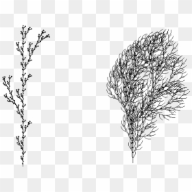 Examples Of L System Drawing That Resemble A Plant - Drawing Of A Bush, HD Png Download - seaweed silhouette png