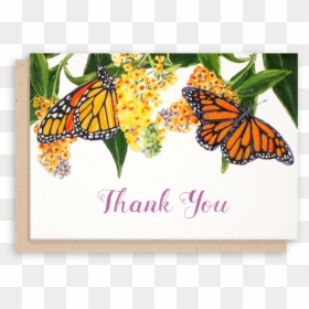 Thank You For The Butterflies, HD Png Download - butterfly bush png