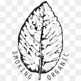 Smoking Organic - Illustration, HD Png Download - tobacco plant png