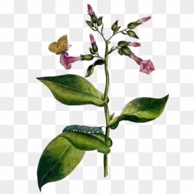 Acianthera Pectinata, HD Png Download - tobacco plant png