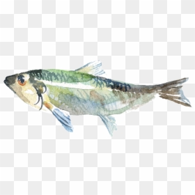 Acuarela Pintada A Mano Pescado Png Transparente - Watercolor Paint, Png Download - pescado png