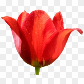 Png Images Free Download - Red Tulip Png, Transparent Png - may flowers png