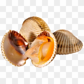 Transparent Mariscos Png - Marisco Png, Png Download - mariscos png