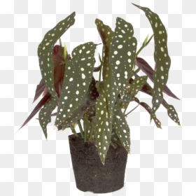 Polka Dot Begonia - Begonia Maculata, HD Png Download - begonia png