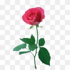 Rosa Roja Cartoon Png Transparente - Rose Good Morning Download, Png Download - rosa roja png