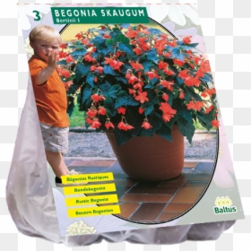 Tulip, HD Png Download - begonia png