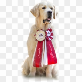 Golden Retriever, HD Png Download - estrella dorada png