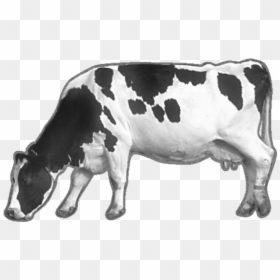 Cow Png Image - Black And White Cow Png, Transparent Png - dairy cow png