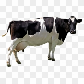 Black White Cow Png Image - Cow Images Png, Transparent Png - dairy cow png