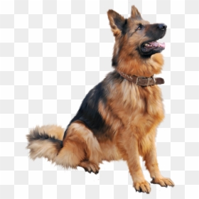 Cutest Dog Sitting Png Image - Png Dog, Transparent Png - cute camera png