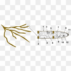 File - Hyphae - Hyphae Cell, HD Png Download - septum png
