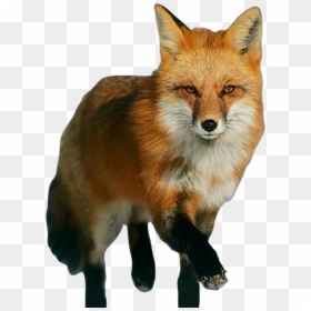 Red Fox Fox Png, Transparent Png - fox ears png