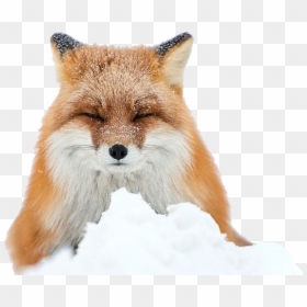 Fox Ears Png, Transparent Png - fox ears png