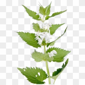 Green Big Ripped Nettle Pictures - Free Nettle Transparent, HD Png Download - ripped paper hole png