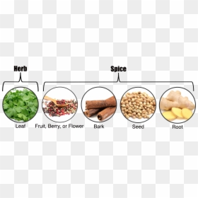 Herbs Vs Spices, HD Png Download - cinnamon stick png