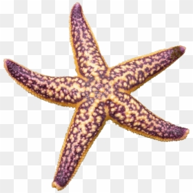 Estrella De Mar Morada - Starfish Png, Transparent Png - estrella de mar png