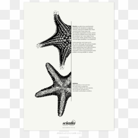 Estrella De Mar Ilustracion Cientifica, HD Png Download - estrella de mar png