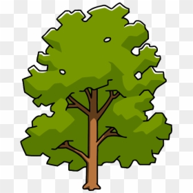 Clipart Leaf Sycamore Tree - Sycamore Tree Clipart, HD Png Download - sycamore png