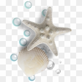 #mq #bubbles #seashell #ocean - Shell, HD Png Download - ocean bubbles png