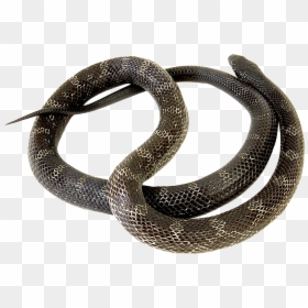 Snake - Snakes, HD Png Download - viper snake png