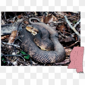 Cottonmouth Mississippi Snakes, HD Png Download - viper snake png