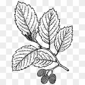 Red Alder Leaf Drawing, HD Png Download - leaves drawing png