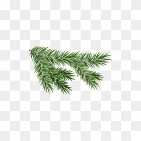 Pine Branch Png Free Download - Transparent Pine Branch Png, Png Download - spruce png