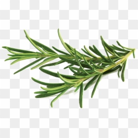 Rosemary Png Transparent Image - Rosemary Herb, Png Download - spruce png