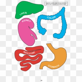 Transparent Digestive System Png - Digestive System Model Pdf, Png Download - organ png