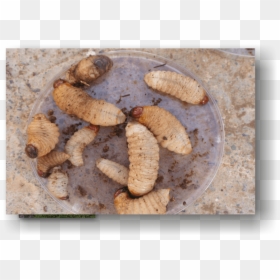 Rpwl - Waxworm, HD Png Download - open palm png