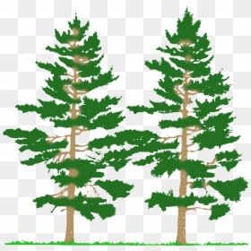 Cnc Pine Tree Scenery Clipart & Clip Art Images - Tall And Short Tree, HD Png Download - pine forest png