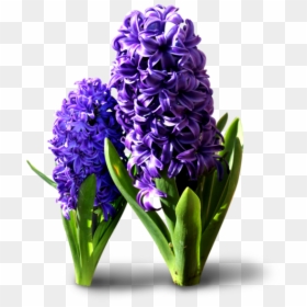 Hyacinth Flowers Png Transparent Background - Transparent Hyacinth Flower Png, Png Download - hyacinth png
