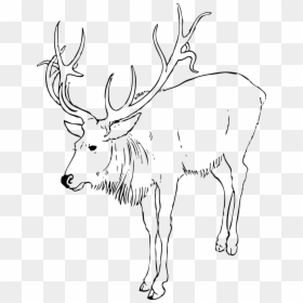 Reindeer Clipart Black And White, HD Png Download - christmas reindeer png