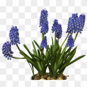 Water Hyacinth Png, Transparent Png - hyacinth png