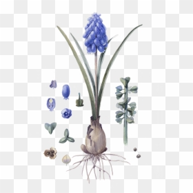 Grape Hyacinth, HD Png Download - hyacinth png