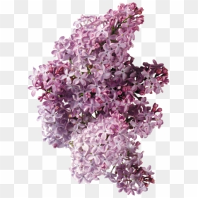 Lilac Flower Phlox Clip Art - Сирень Листья, HD Png Download - hyacinth png