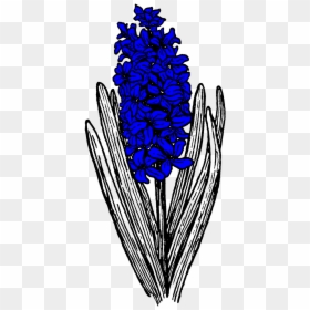 Hyacinths In Flower In The Pell Wall Garden - Santan Clipart Black And White, HD Png Download - hyacinth png