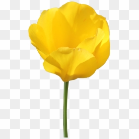 Yellow Tulip - Yellow Tulips No Background, HD Png Download - hyacinth png