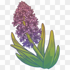 Hyacinth, HD Png Download - hyacinth png